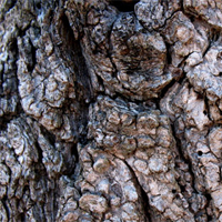 More Than 350 Free and Premium Wood Textures