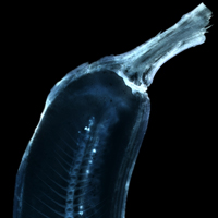 Quick Tip: How to Simulate X-Ray Photography in Photoshop