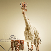 Undress a Giraffe in Photoshop