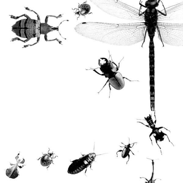 types bugs pictures