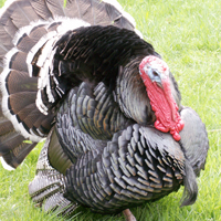 What Are You Thankful For?